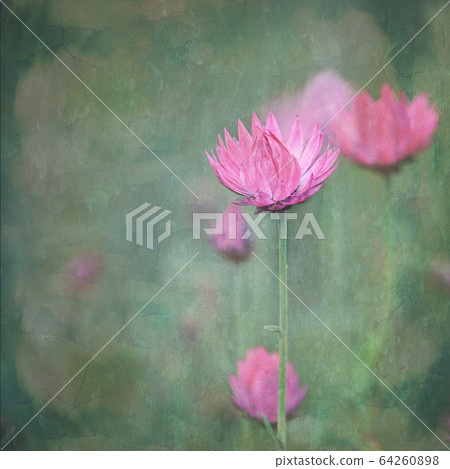 Vintage impressionist painterly style pink Australian Everlasting Daisy. Grunge textured effect. Vintage impressionist painterly style pink Australian Everlasting Daisy. Grunge textured effect. 64260898