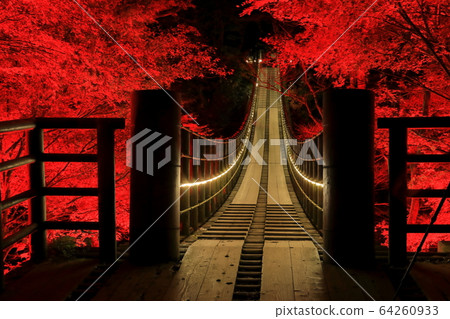 [Ibaraki Prefecture] Autumn leaves lit up at Hananuki Valley Shiomi Falls Suspension Bridge 64260933