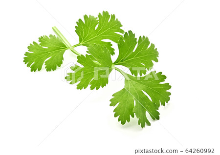 fresh green leaf coriander isolate on white fresh green leaf coriander isolate on white 64260992