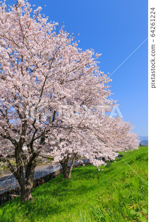 Spring image _ cherry blossoms along the bank Spring image _ cherry blossoms along the bank 64261224