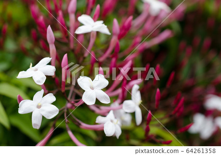 Jasmine flowering 64261358