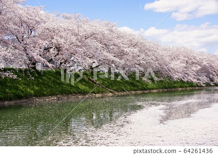 Along the Soga River, a row of cherry blossom trees in full bloom, Kashihara City, Nara Prefecture 64261436
