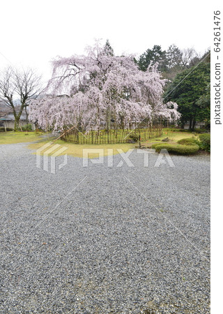 [Shima Prefecture Maibara] Weeping cherry blossoms at Kiyota Temple and Tokugenin 64261476