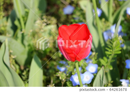 春天的花朵鬱金香 春天的花朵鬱金香 64261678