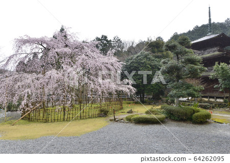 [Shima Prefecture Maibara] Weeping cherry blossoms at Kiyota Temple and Tokugenin 64262095