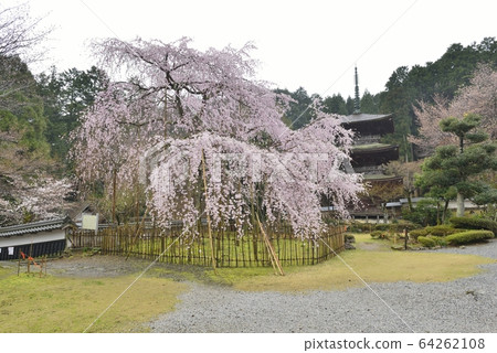 [Shima Prefecture Maibara]在清田寺和德真院哭泣的櫻花 64262108