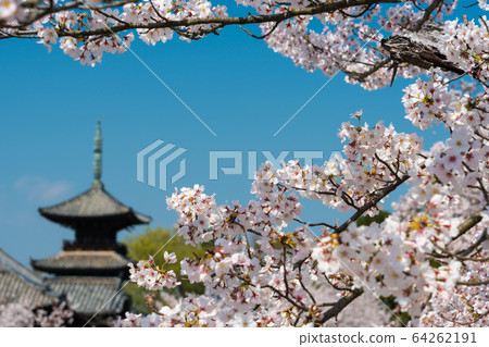 Image of cherry blossoms and three-storied pagoda in full bloom on a clear day Image of cherry blossoms and three-storied pagoda in full bloom on a clear day 64262191