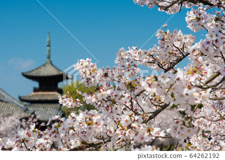Image of cherry blossoms and three-storied pagoda in full bloom on a clear day Image of cherry blossoms and three-storied pagoda in full bloom on a clear day 64262192