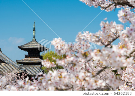 Image of cherry blossoms and three-storied pagoda in full bloom on a clear day Image of cherry blossoms and three-storied pagoda in full bloom on a clear day 64262193