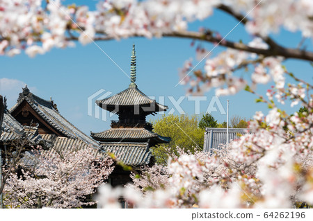 Image of cherry blossoms and three-storied pagoda in full bloom on a clear day Image of cherry blossoms and three-storied pagoda in full bloom on a clear day 64262196