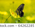 Cosmos and swallowtail butterfly 64262285