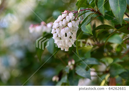 Caterpillar flowers Caterpillar flowers 64262681