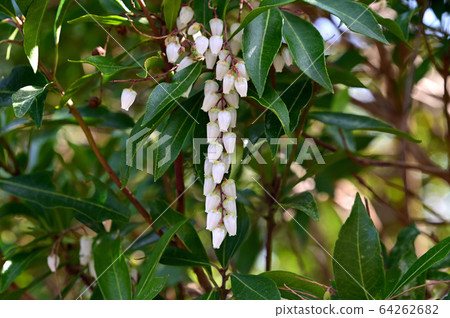 Caterpillar flowers Caterpillar flowers 64262682