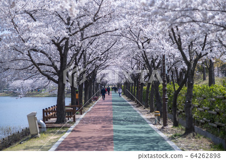 Cherry Blossom 64262898