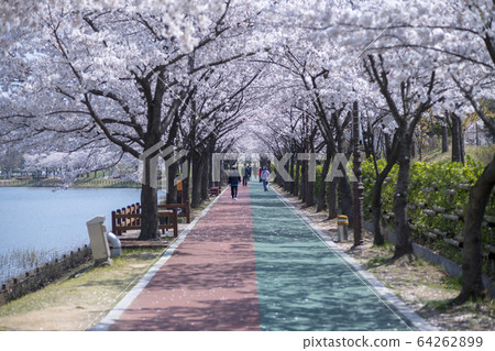 Cherry Blossom 64262899