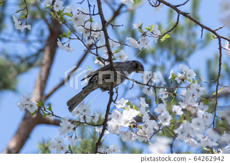 櫻桃樹 櫻桃樹 64262942