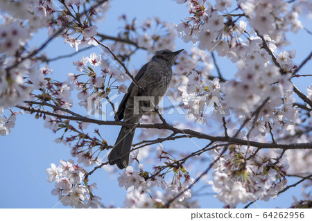 櫻桃樹 櫻桃樹 64262956