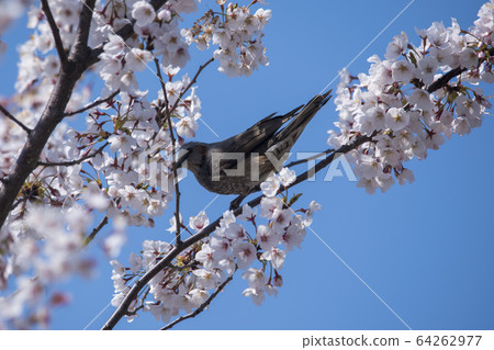 櫻桃樹 64262977