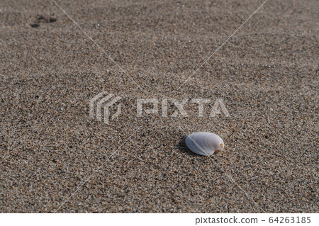 海灘貝殼 64263185