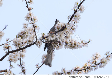 櫻桃樹 櫻桃樹 64263265