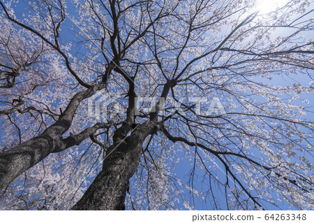 Cherry Blossom Cherry Blossom 64263348