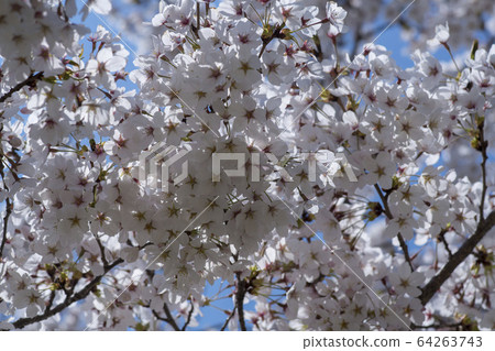 Cherry Blossom 64263743