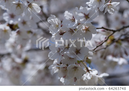 Cherry Blossom Cherry Blossom 64263748