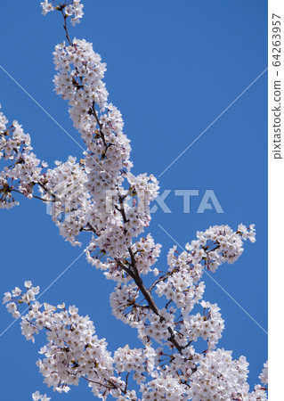 Cherry Blossom 64263957