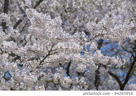 Cherry Blossom 64263958