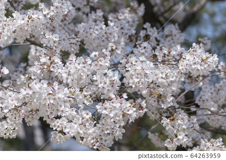 Cherry Blossom 64263959