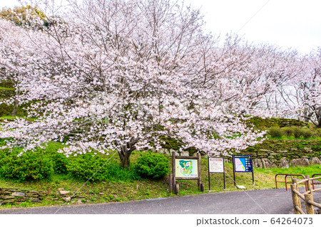金開中央公園內的櫻花[長崎市] 64264073