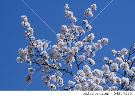 Cherry Blossom Cherry Blossom 64264156