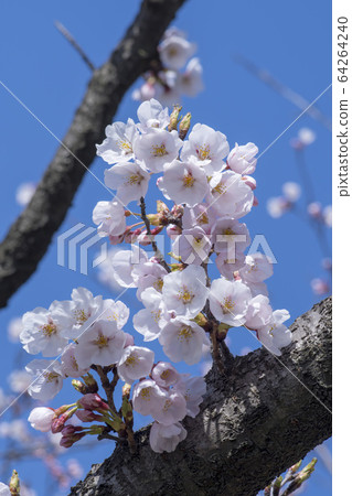 櫻桃樹 64264240