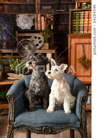  迷你雪納瑞犬 64264346