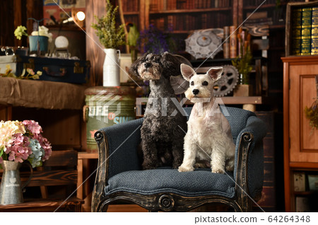  迷你雪納瑞犬 64264348