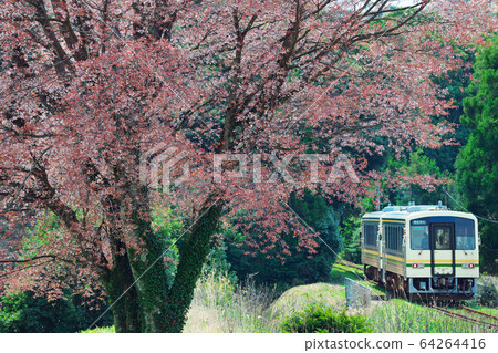 Cherry tree and tree line Cherry tree and tree line 64264416