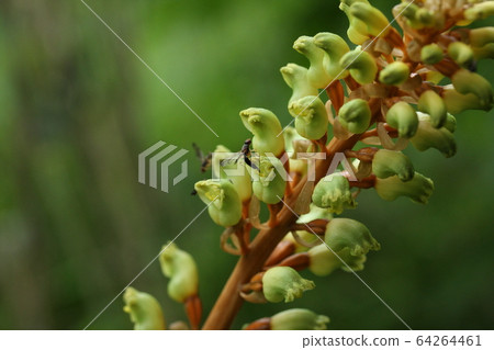 Insects visiting a flower of Oninogara Insects visiting a flower of Oninogara 64264461
