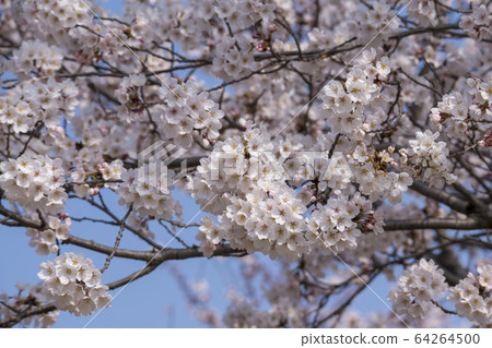 Cherry Blossom 64264500