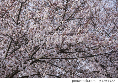 Cherry Blossom Cherry Blossom 64264522