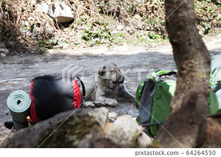 Sad dog resting in shade on dirt road in forest 64264550