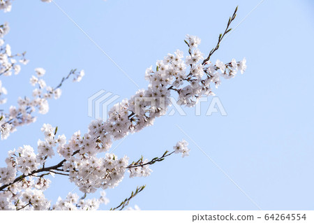 Cherry Blossom Cherry Blossom 64264554