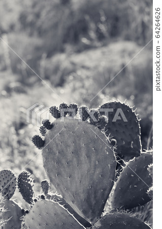 Cactus opuntia - prickly pear with baby pad Cactus opuntia - prickly pear with baby pad 64264626