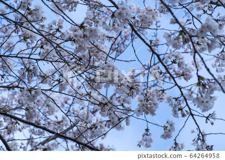 Cherry Blossom Cherry Blossom 64264958