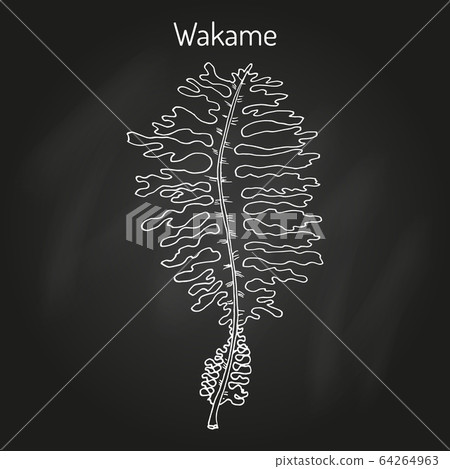 Wakame Undaria pinnatifida , edible seaweed Wakame Undaria pinnatifida , edible seaweed 64264963