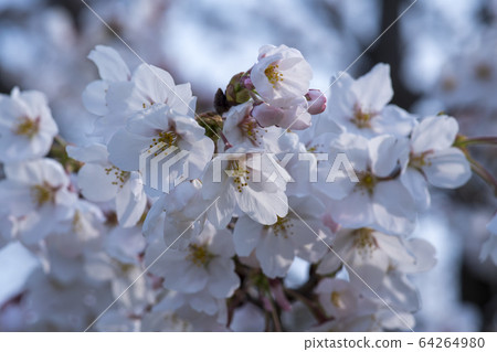 櫻桃樹 櫻桃樹 64264980