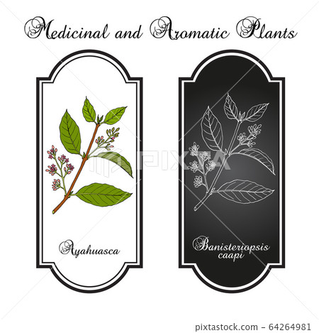 Ayahuasca Banisteriopsis caapi , medicinal plant 64264981