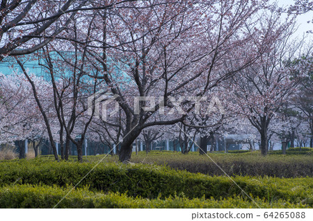 Cherry Blossom 64265088