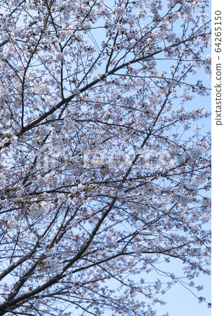 櫻桃樹 櫻桃樹 64265150