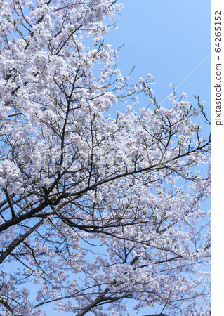 櫻桃樹 64265152