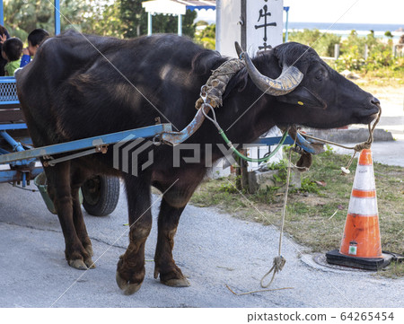[Okinawa sightseeing image] Buffalo car 64265454